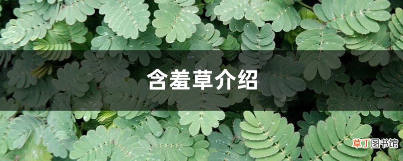 含羞草的特点和秘密介绍
