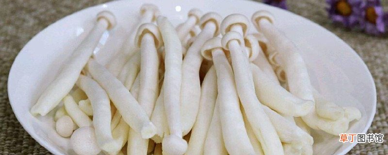 海鲜菇不能跟什么一起吃