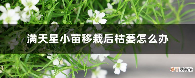 满天星小苗移栽后枯萎怎么办，换盆后浇水吗