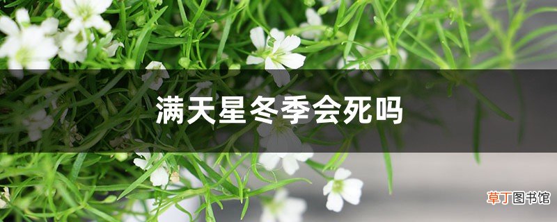满天星冬季会死吗，适合室内养吗