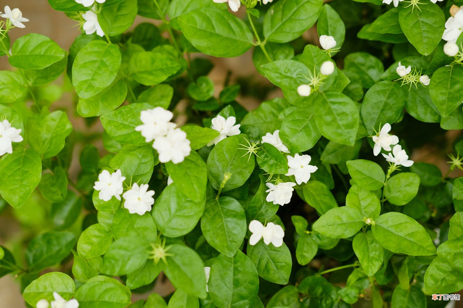 茉莉花资料，茉莉花图片