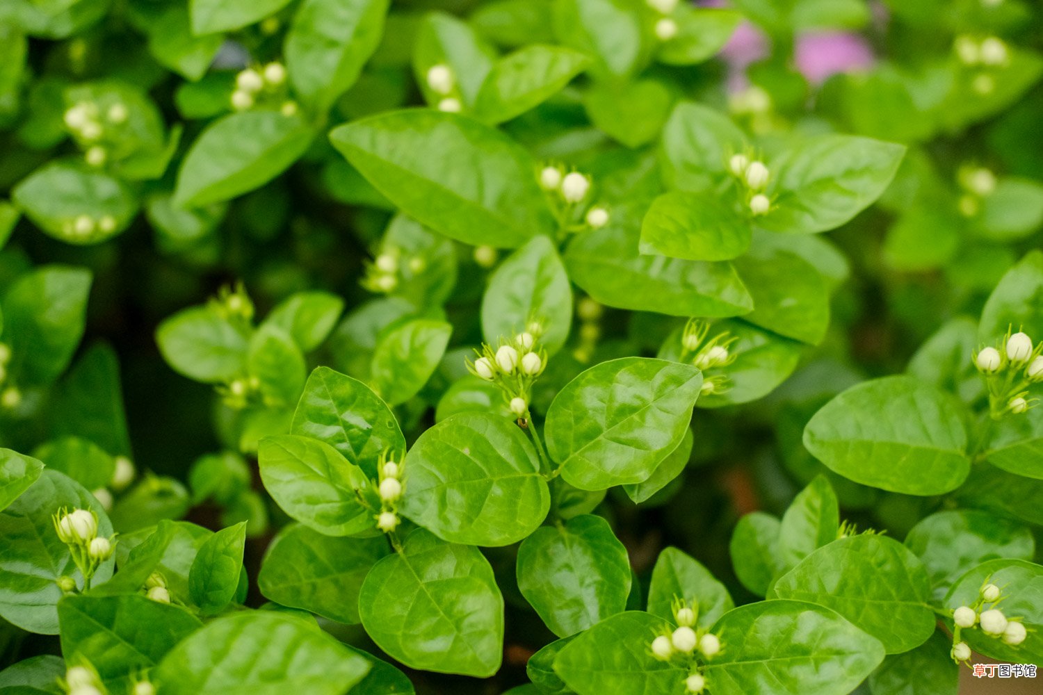 茉莉花资料，茉莉花图片