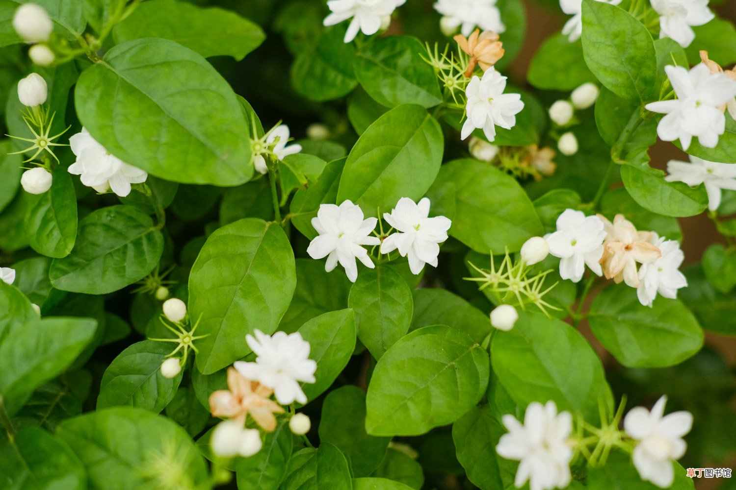 茉莉花资料，茉莉花图片