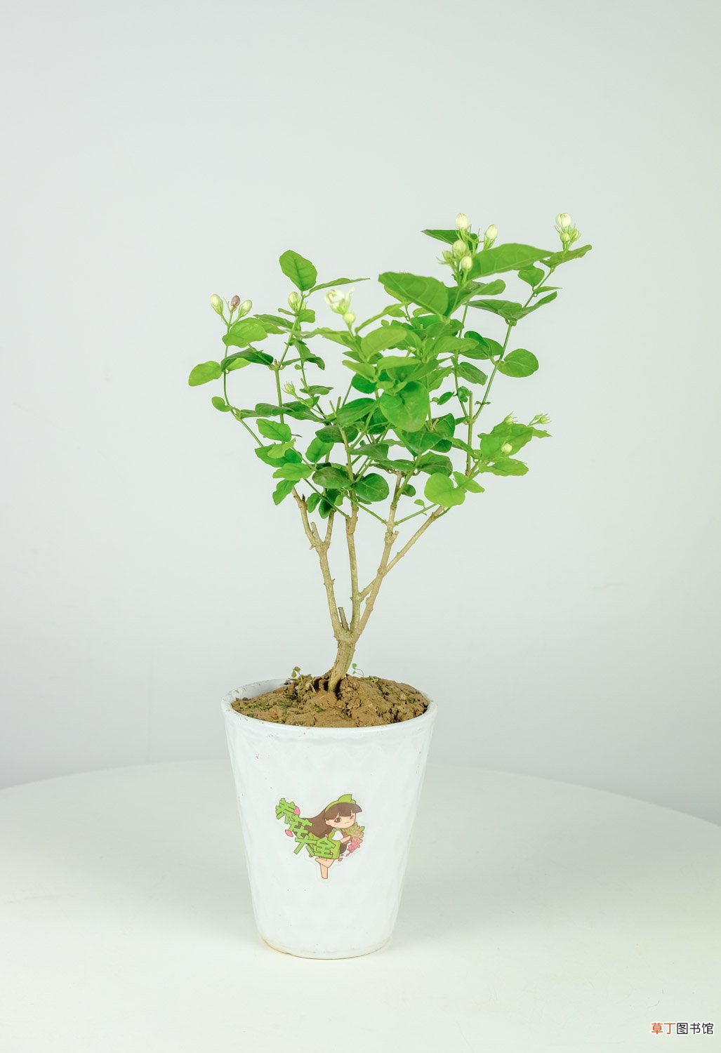 茉莉花开花时间，茉莉花的花期多长