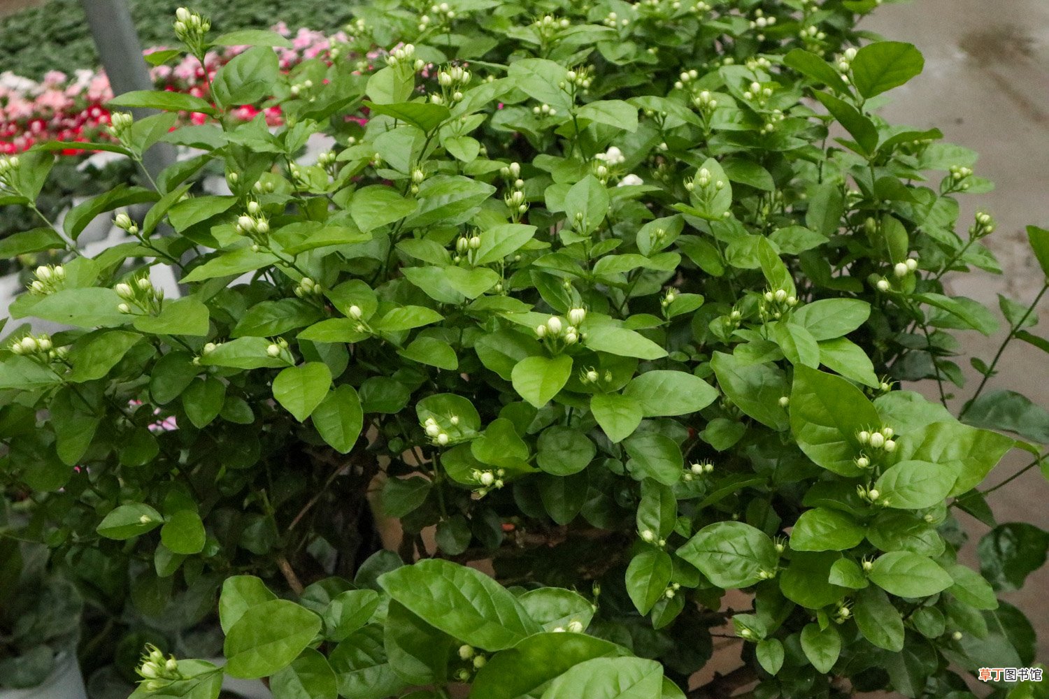 茉莉花开花时间，茉莉花的花期多长