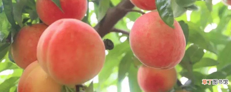 桃子储存要不要放冰箱