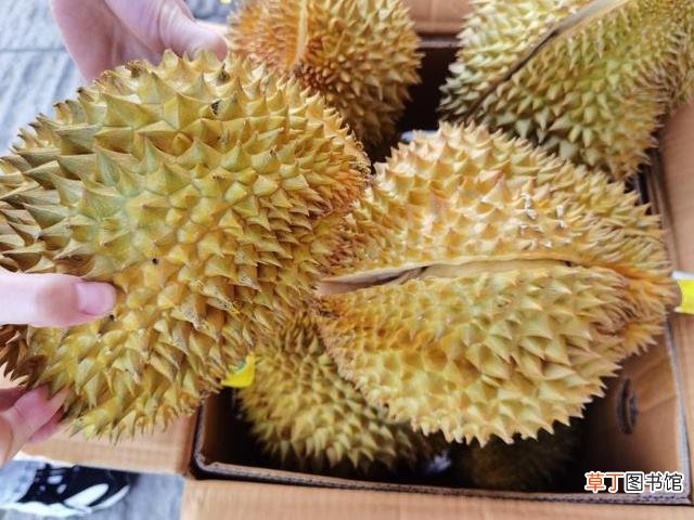 买榴莲怎么挑选皮薄肉厚的 榴莲怎么挑选肉多饱满的