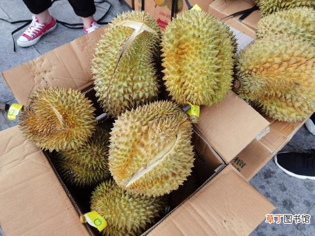 买榴莲怎么挑选皮薄肉厚的 榴莲怎么挑选肉多饱满的