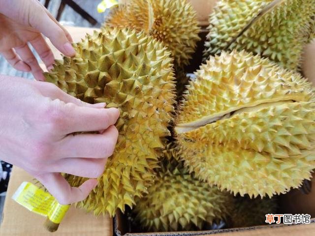 买榴莲怎么挑选皮薄肉厚的 榴莲怎么挑选肉多饱满的