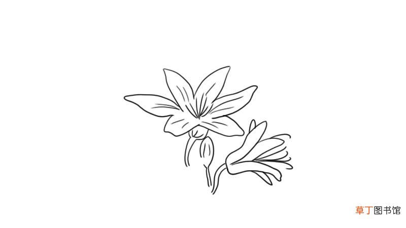 百合花简笔画 百合花怎么画