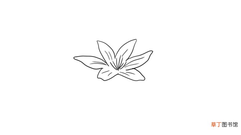 百合花简笔画 百合花怎么画