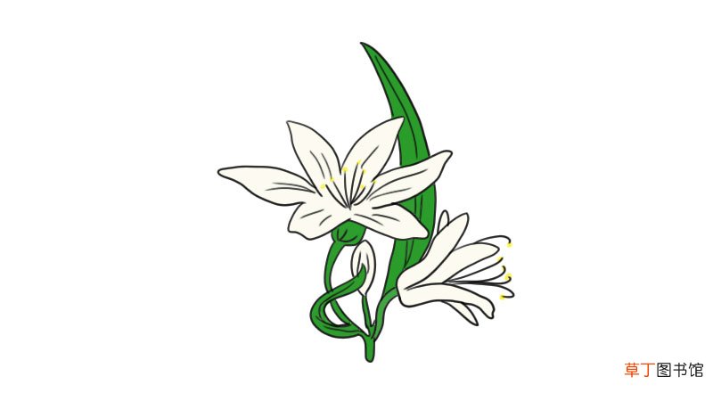 百合花简笔画 百合花怎么画