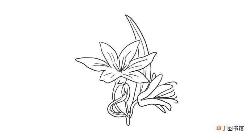百合花简笔画 百合花怎么画