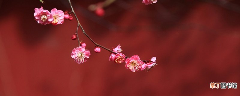 墨梅的主要内容 墨梅的主要内容是什么