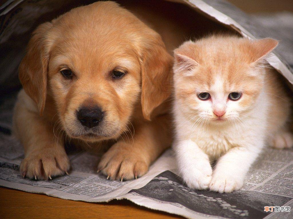沈阳养犬管理规定限狗令 2021年沈阳办狗证政策