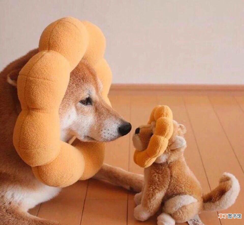 网上怎么申请犬证 微信办理狗证公众号