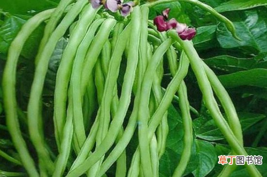 豆角放冰箱能放几天