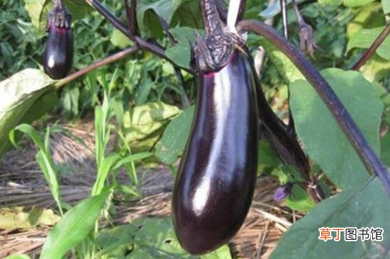 生茄子能直接腌咸菜吗
