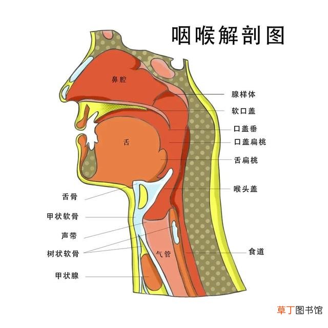 打鼾怎么就成了病 睡觉打呼噜怎么治疗呢