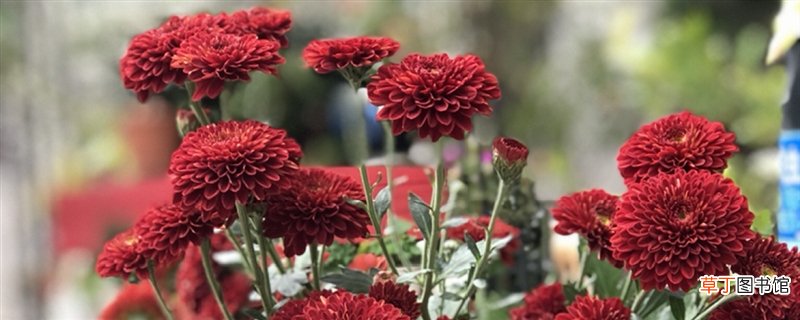 多头菊是温室花卉吗，冬天能放室外吗