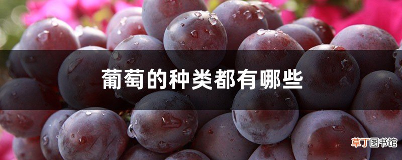 葡萄的种类都有哪些，常见的种类有哪些