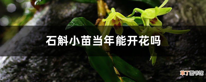 石斛小苗当年能开花吗，长得慢怎么办
