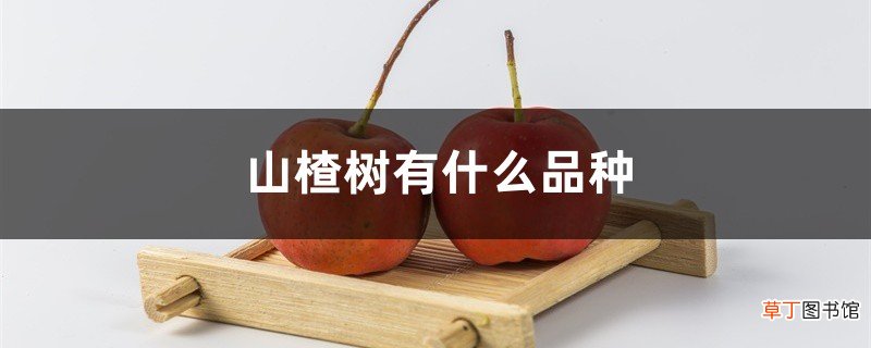 山楂树有什么品种,山楂树好养护吗