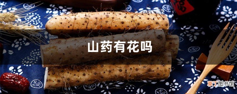 山药有花吗，山药花怎么养殖