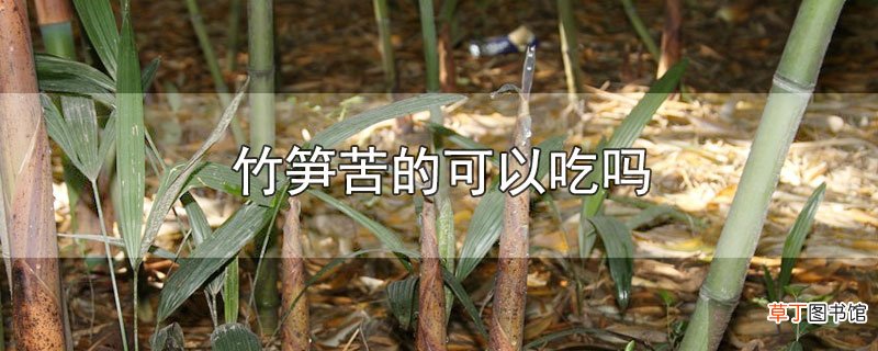 竹笋苦的可以吃吗
