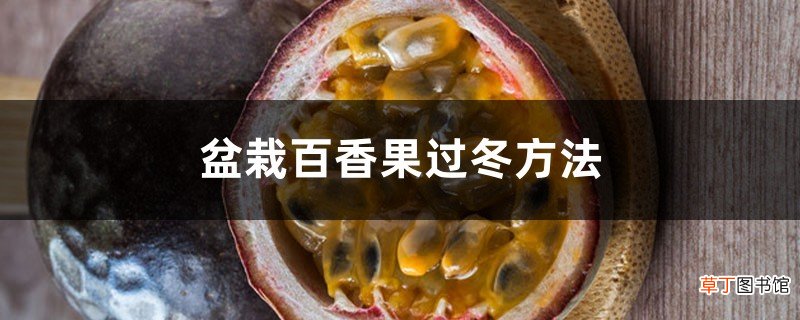 盆栽百香果过冬方法，南方冬天会被冻死吗