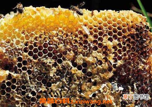 蜜蜂夏季养殖注意有哪些事项 夏季蜜蜂养殖的注意事项