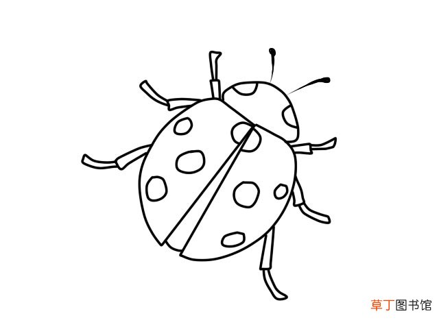 七星瓢虫简笔画 七星瓢虫怎么画