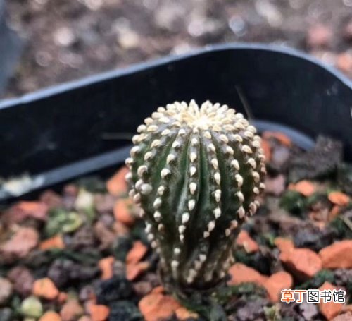 收藏的珍品 四大名贵珍稀仙人球,每一种都是一级保护植物