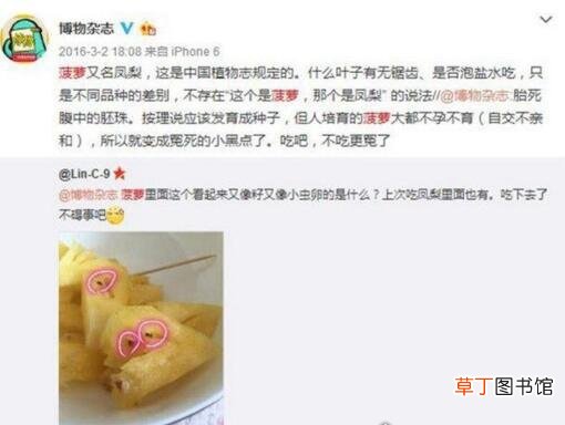 别再傻傻分不清了 凤梨和菠萝的区别,4招教你轻松get