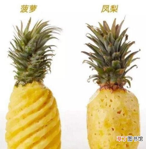 别再傻傻分不清了 凤梨和菠萝的区别,4招教你轻松get