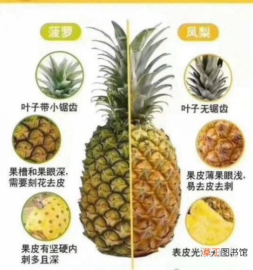 别再傻傻分不清了 凤梨和菠萝的区别,4招教你轻松get