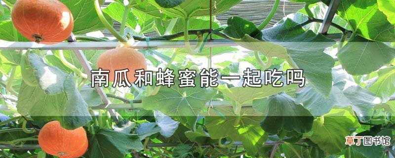南瓜和蜂蜜能一起吃吗