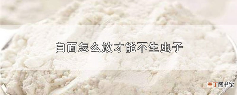 白面怎么放才能不生虫子
