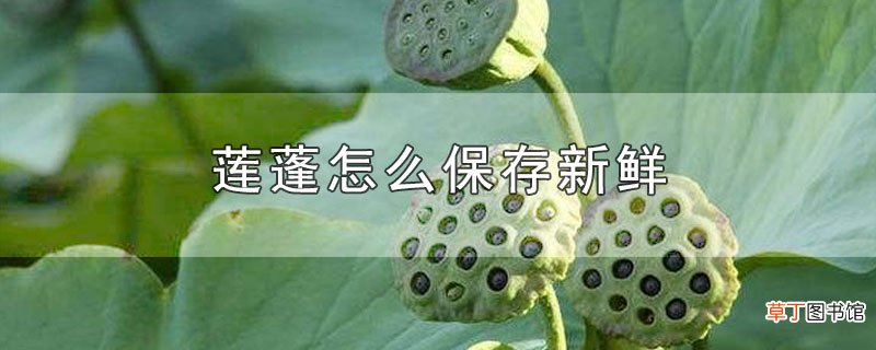 莲蓬怎么保存新鲜