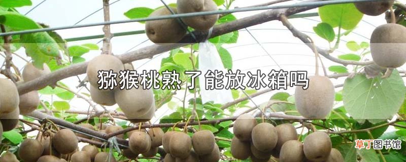猕猴桃熟了能放冰箱吗