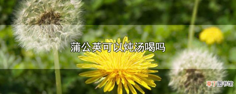 蒲公英可以炖汤喝吗