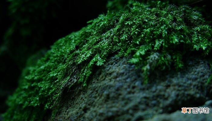 苔古诗带拼音全文 苔袁枚的拼音版
