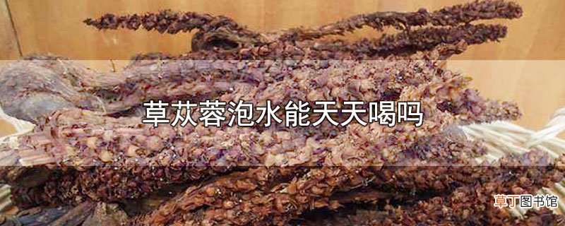 草苁蓉泡水能天天喝吗