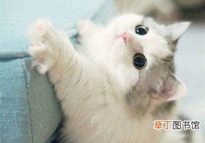 猫怎么吃鸡胸肉 鸡胸肉怎么给猫吃