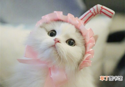 猫怎么吃鸡胸肉 鸡胸肉怎么给猫吃