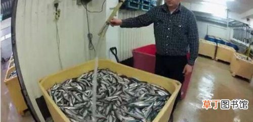自然发酵而成的臭味 鲱鱼罐头为什么这么臭,看制作过程就知道了