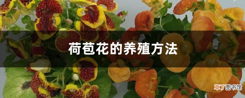 荷苞花的养殖方法和注意事项