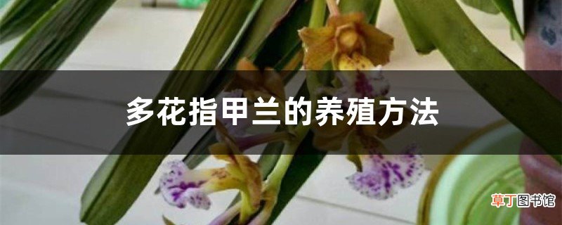 多花指甲兰的养殖方法和注意事项