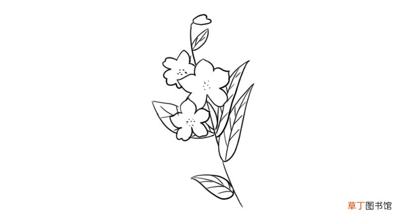烟草花简笔画 烟草花简笔画怎么画