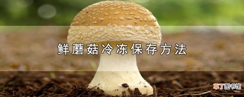 鲜蘑菇冷冻保存方法